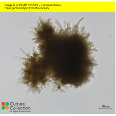 Saccharina latissima