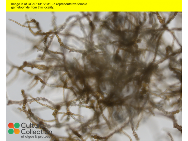 Saccharina latissima Saccharina latissima