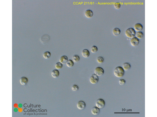 Auxenochlorella symbiontica