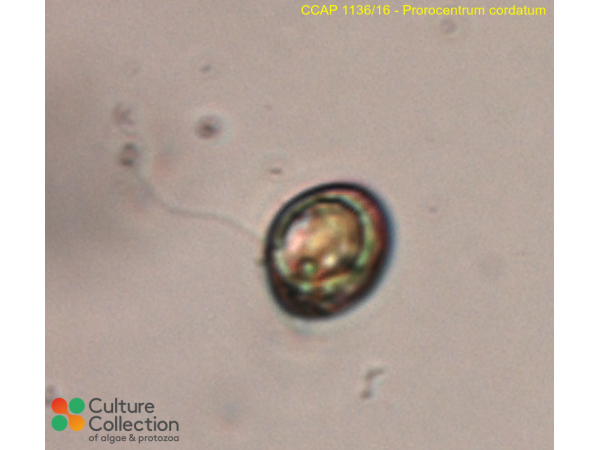 Prorocentrum cordatum