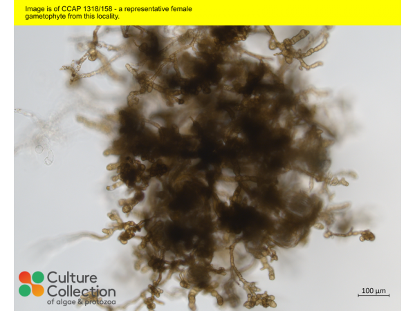 Saccharina latissima Saccharina latissima