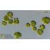 Chlorella vulgaris