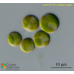 Chlorella vulgaris