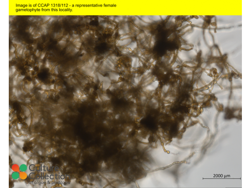 Saccharina latissima