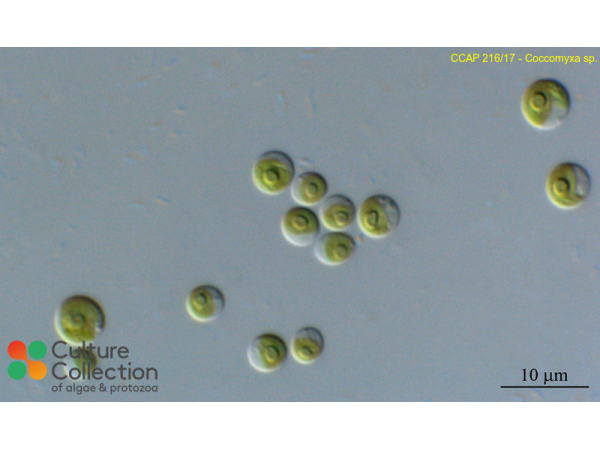 Coccomyxa sp.