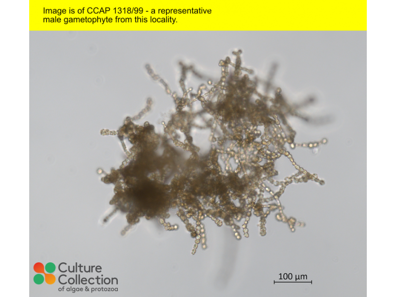 Saccharina latissima