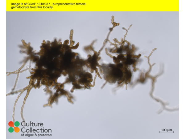 Saccharina latissima