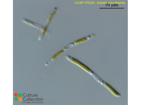 Koliella spiculiformis