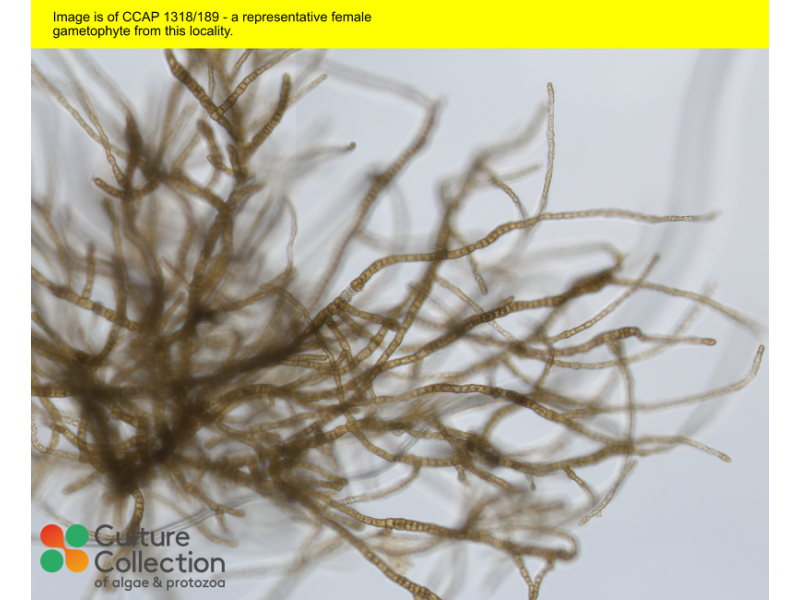 Saccharina latissima