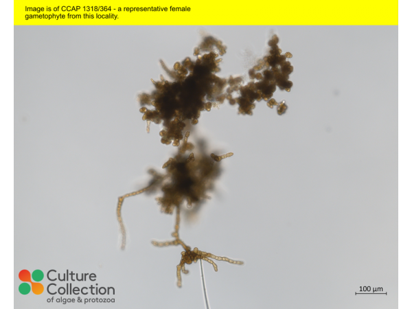 Saccharina latissima