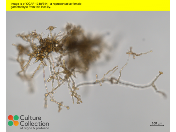 Saccharina latissima