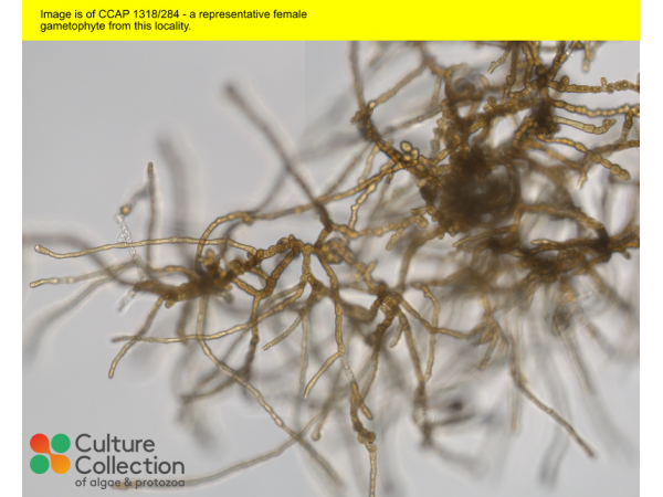 Saccharina latissima Saccharina latissima