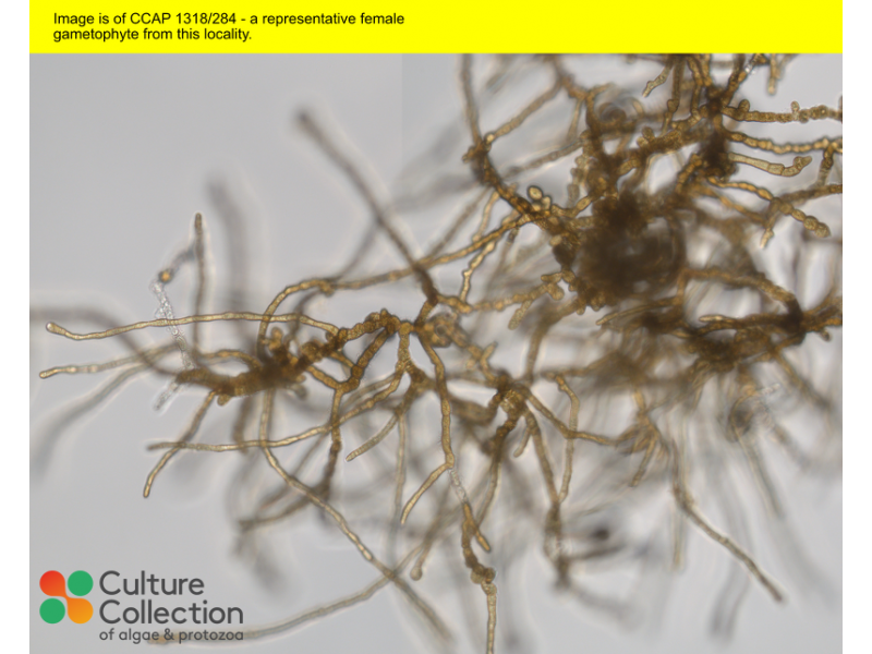 Saccharina latissima