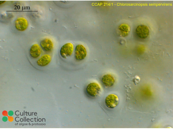 Neochlorosarcina sempervirens Neochlorosarcina sempervirens