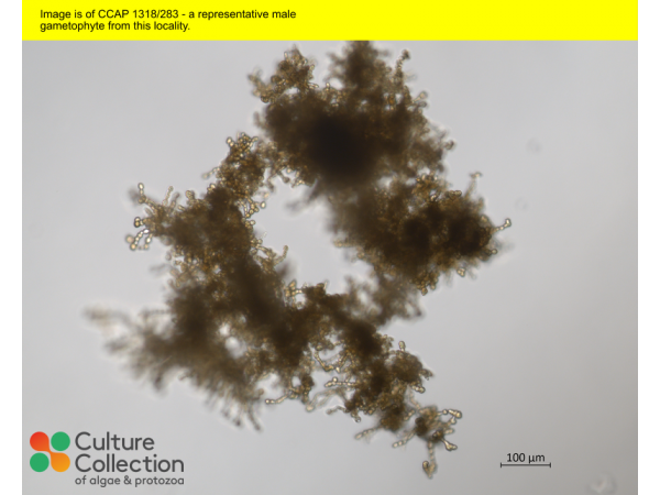 Saccharina latissima