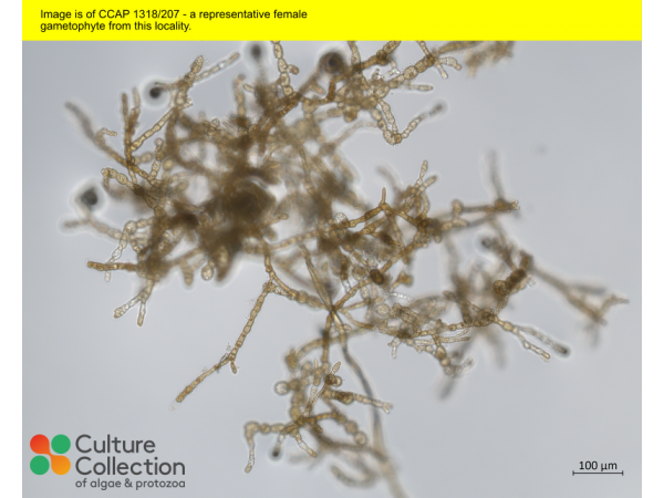 Saccharina latissima