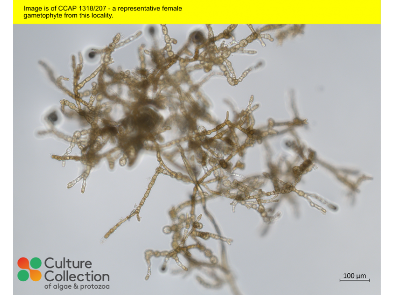 Saccharina latissima