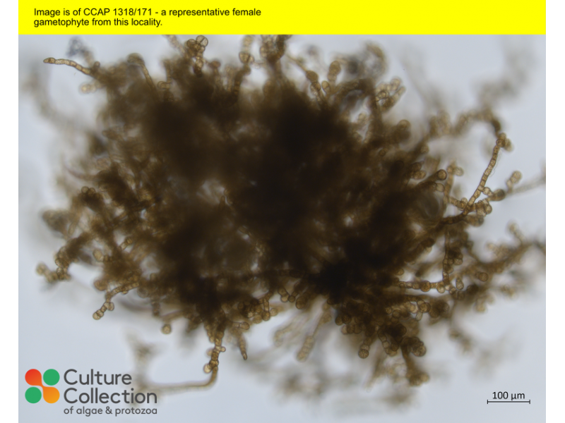 Saccharina latissima