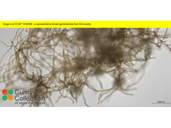 Saccharina latissima Saccharina latissima