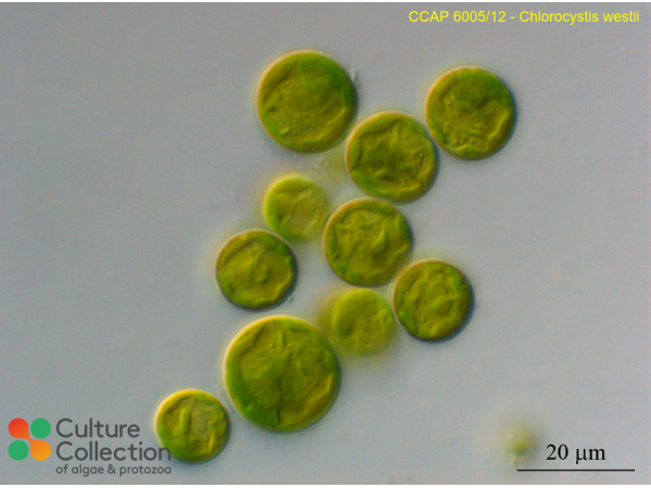 Chlorocystis john-westii Chlorocystis john-westii