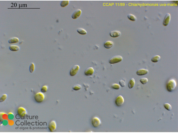 Chlamydomonas uva-maris