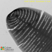 Synedropsis cf. recta