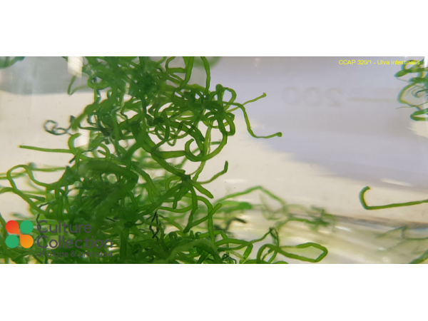 Ulva intestinalis
