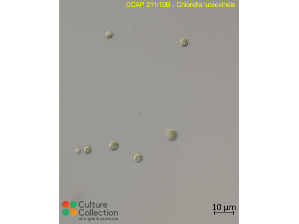 Chlorella luteoviridis