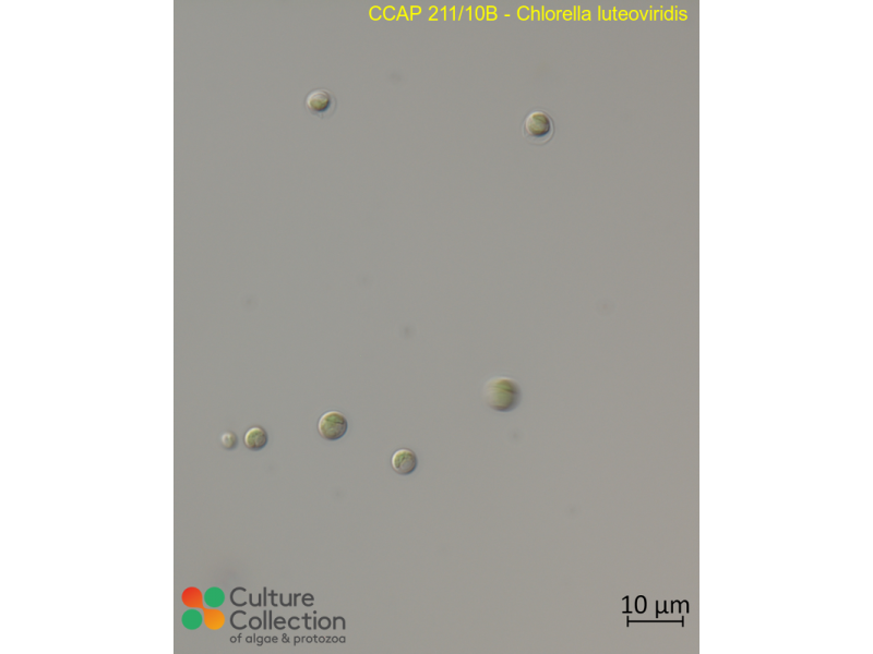 Chlorella luteoviridis