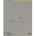 Chlorella luteoviridis