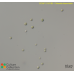 Chlorella luteoviridis