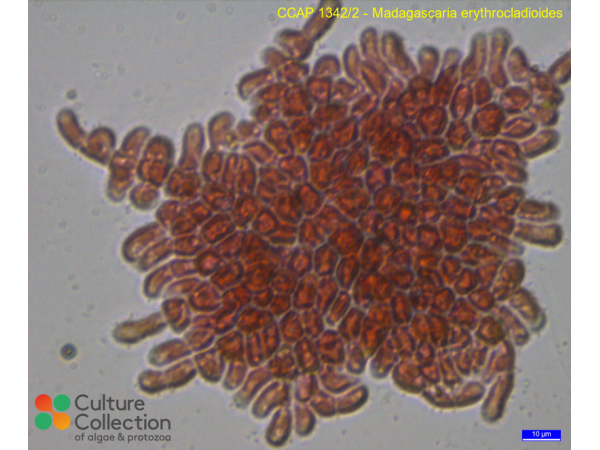 Madagascaria erythrocladioides