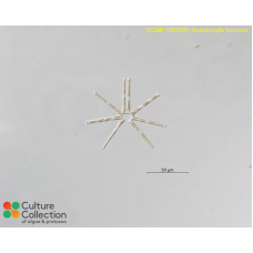 Asterionella formosa