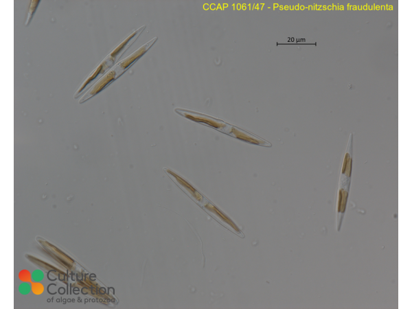 Pseudo-nitzschia fraudulenta