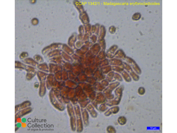 Madagascaria erythrocladioides