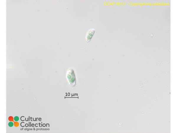 Cyanophora paradoxa