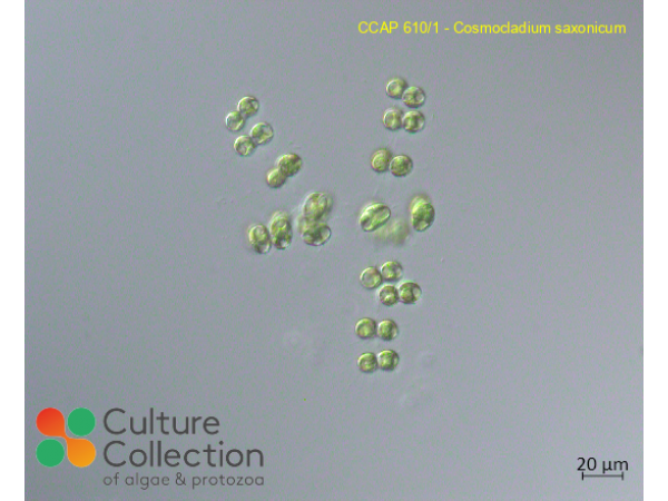 Cosmocladium saxonicum