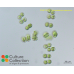 Cosmocladium saxonicum