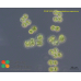 Cosmocladium saxonicum