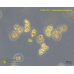 Cosmocladium saxonicum