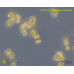 Cosmocladium saxonicum