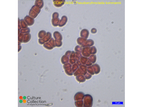 Pseudoerythrocladia kornmannii