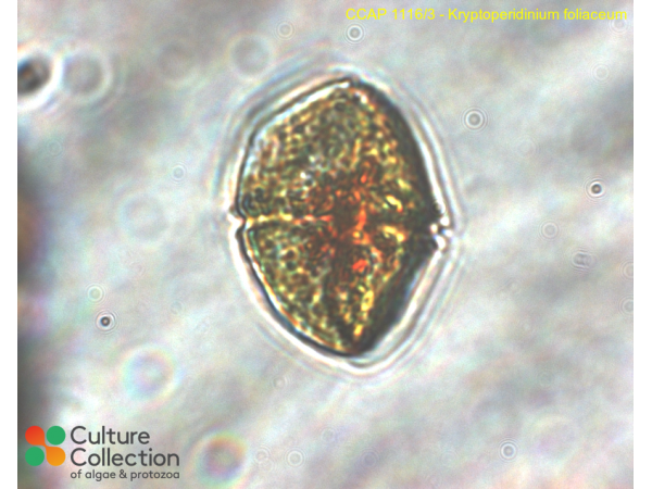 Kryptoperidinium foliaceum