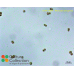 Microcystis aeruginosa