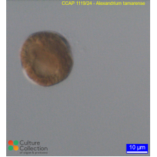 Alexandrium tamarense