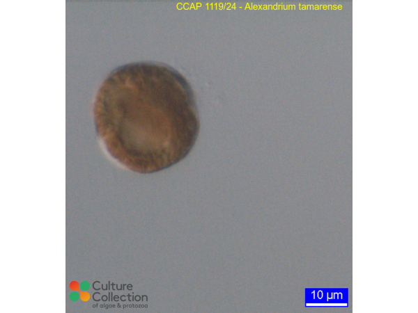 Alexandrium tamarense