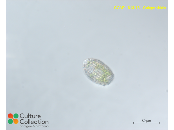 Coleps viridis Coleps viridis