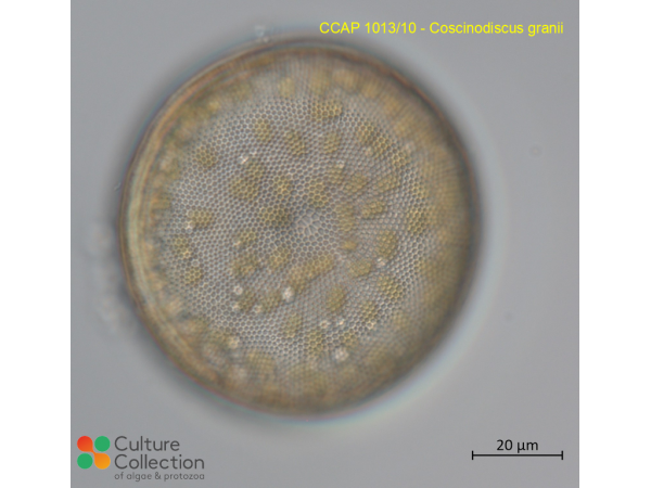 Coscinodiscus granii