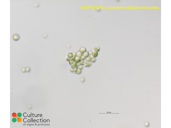 Auxenochlorella protothecoides