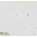 Nannochloris sp.